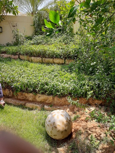Plant shop - Riyadh 12273