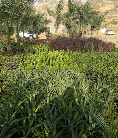 مشتل بونسيان - Boncyan plant nursery - Jeddah - +966 56 968 4245