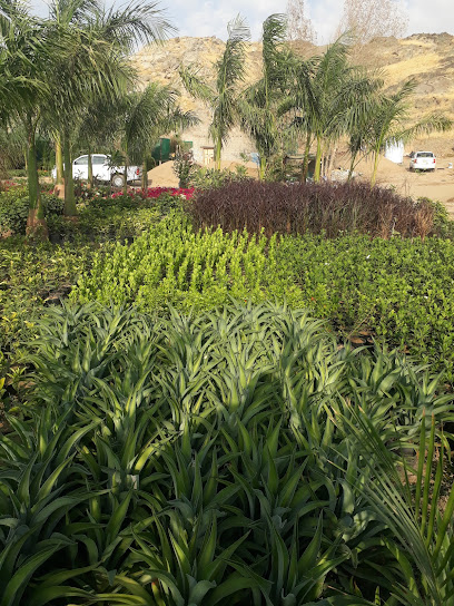 مشتل بونسيان - Boncyan plant nursery - Saudi Arabia|Jeddah 23474|Hada alsham