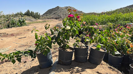 AbulQasim for Mango and Plants - Abu Arish - +966 53 248 9363