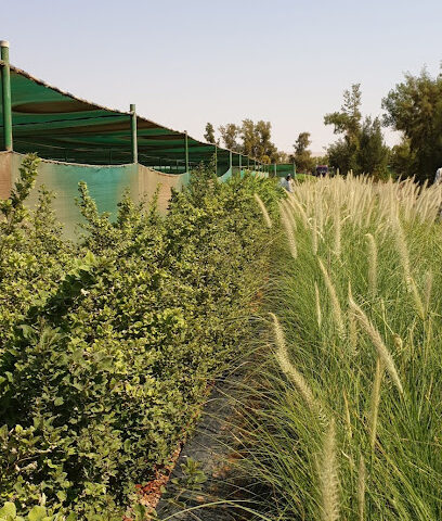 NISSAH NURSERY - MIZHAMIYA - +966 55 518 3751