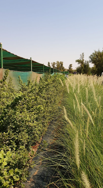 NISSAH NURSERY - Saudi Arabia|MIZHAMIYA 19495