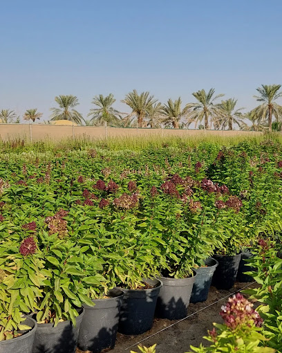 Verde Lands Agricultural Farmمزرعة الأراضي الخضراء للزراعة - Saudi Arabia|Abu Maen 32247|Abu Hadriyah Street