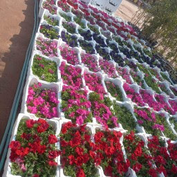 مشتل تنسيق حدائق الروضة - Riyadh -