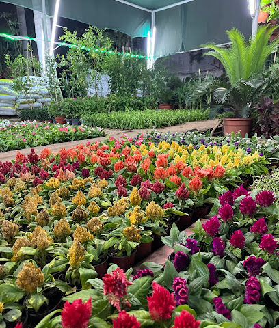 مشتل القحطاني - Jeddah - +966 50 263 0653