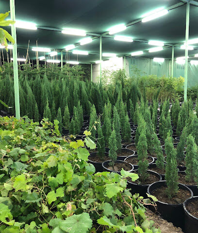 مشتل الشيبية - Taif - +966 50 017 4440