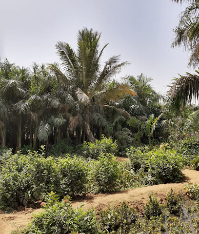 مشتل الأصدقاء - Jeddah - +966 56 966 7475