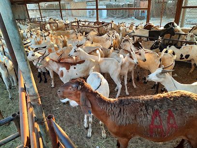 Markets and cattle sheds in Jubail - Al Jubail -