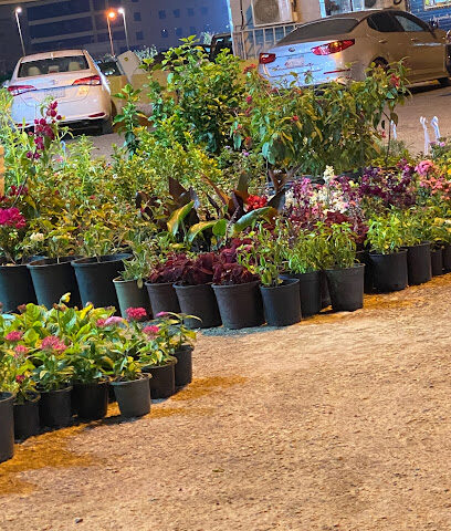 Green Options Nurseries - Al Khobar - +966 55 794 4456