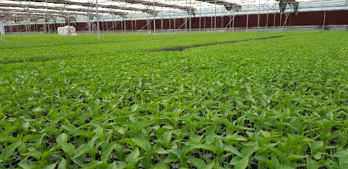 ALKHAIRAT NURSERIES - Al Hayathem - +966 50 015 2083
