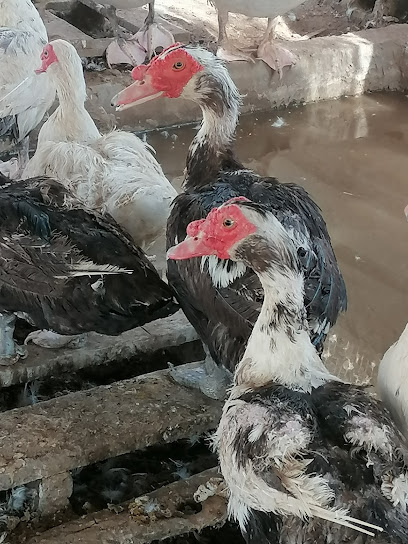 مزرعة انتاج بط مسكوفي - Saudi Arabia|Buraydah 52541،|3571، 7257،|خب روضان،