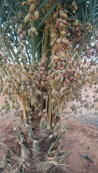 Baraka 1 Parent Farm - Saudi Arabia|53458