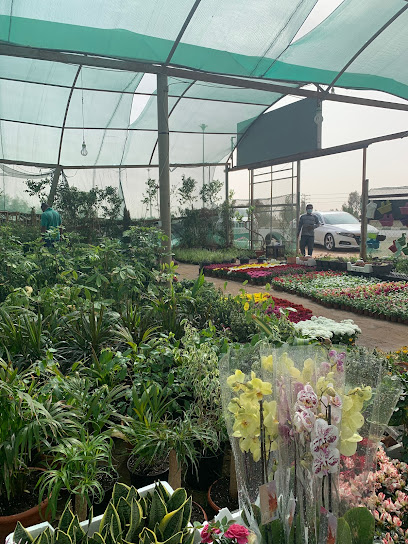Al-Urood nursery - Saudi Arabia|Tabuk 47318|Cultivated Area|CJJ9+5X5