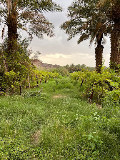 مشتل ومزارع سيف زايد سد الملك فهد - Saudi Arabia|Arman 67738|ALGG3733 8047|207