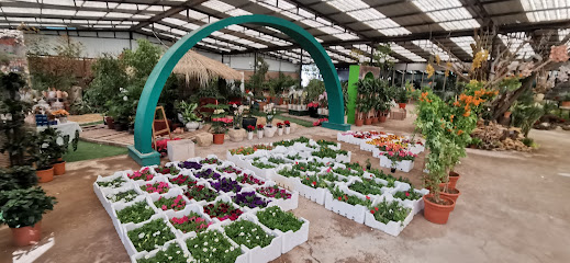Beautiful Garden Nursery - Riyadh - +966 50 520 8830