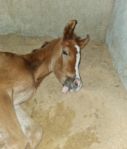 مربط المكارم للخيل العربية (AlMakarem Stable) - Al Jubail -