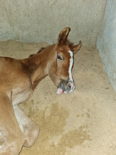 مربط المكارم للخيل العربية (AlMakarem Stable) - Saudi Arabia|Al Jubail 35531|WMG4+859
