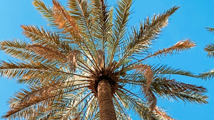استراحة ابوفهد المساعد - Jalajil - +966 50 191 1241