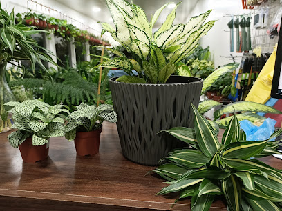شتلات الوادي Valley Seedlings - Al Qatif - +966 58 233 3630