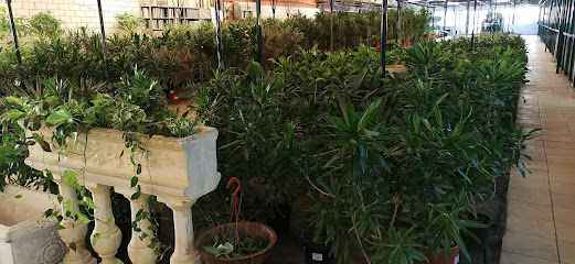مشتل رابية الخضراء - Jeddah - +966 54 005 9421