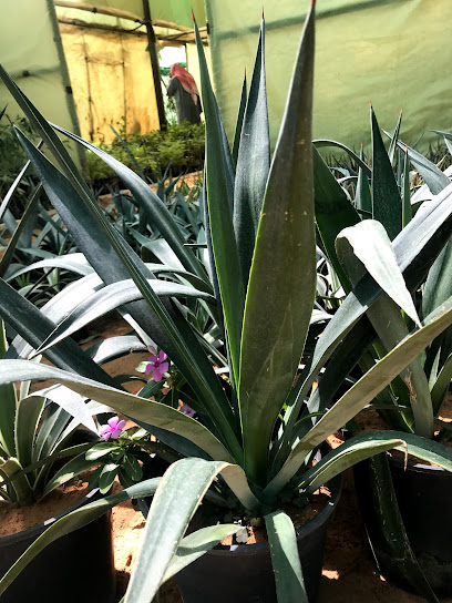 Assarrah Nursery - Saudi Arabia|Az Zulfi 15920