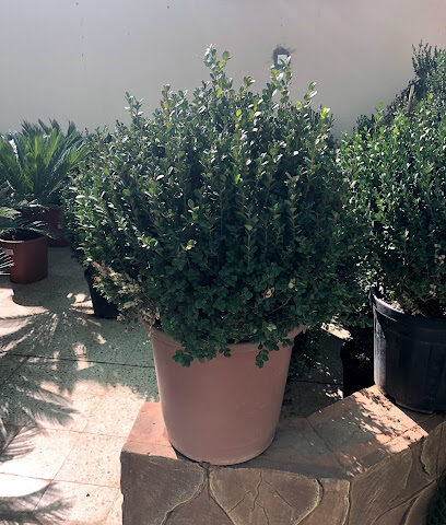 Sultan Nursery معرض السلطان للزهور والنباتات - Hail - +966 59 450 9669