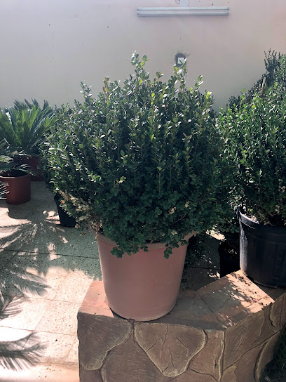 Sultan Nursery معرض السلطان للزهور والنباتات - Saudi Arabia|Hail 55436|الشفاء، النقرة،|FJ5P+4H4