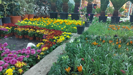 Nursery garden flowers - Taif - +966 50 671 1386