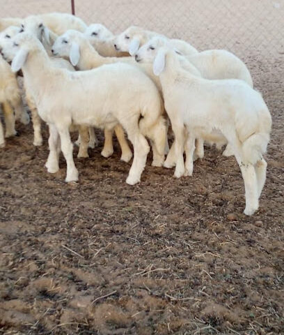 ابو مقبل لبيع الذبائح - Mecca - +966 56 648 9867