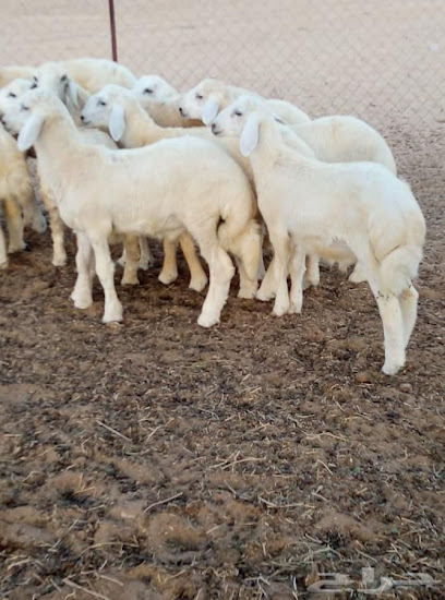 ابو مقبل لبيع الذبائح - Saudi Arabia|Mecca 24228|FQ93+JQ