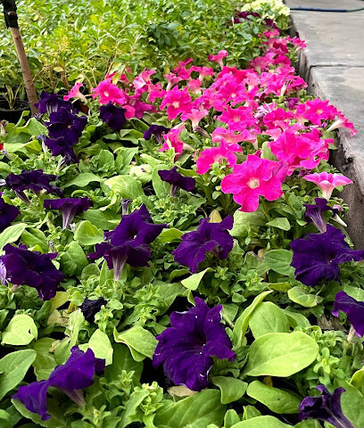 Nursery Alehian - Al Qatif - +966 13 823 1901