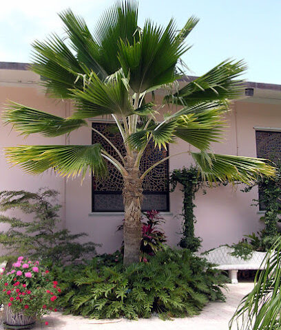 حديقة الؤرود Makkah Garden Canter مشطل القلعة - Jeddah - +966 53 152 0537