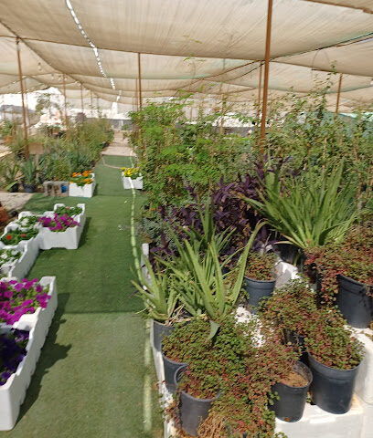 مشتل عايد الشمري الزراعي - Khafji - +966 53 873 8161