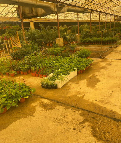 Al Ertifaf Agri. Co. Nursery - Riyadh - +966 53 881 6963