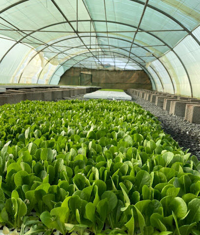 مشتل شركة الحميدي وشركاؤه المحدودة - ALHUMAIDI Plant nursery - Taif - +966 50 290 8595