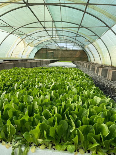 مشتل شركة الحميدي وشركاؤه المحدودة - ALHUMAIDI Plant nursery - Saudi Arabia|Taif|Al|As Sail Rd