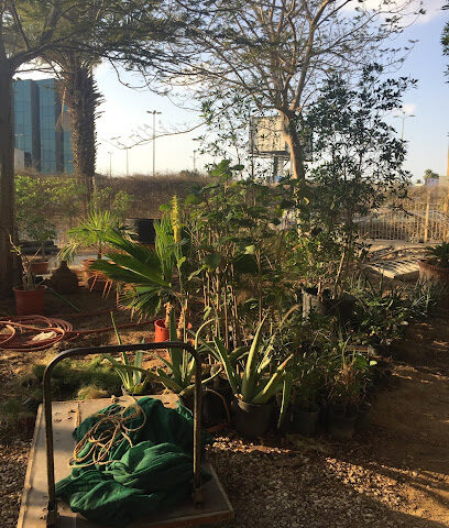 مشتل تلمنس - Jeddah -