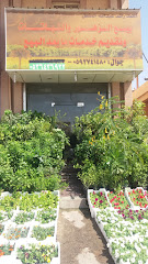 احمد المشعل للنباتات - Dammam - +966 58 869 9566