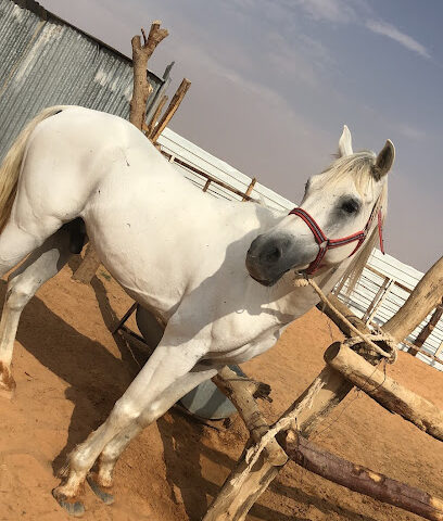 مربط نايف رحيل العواجي - Al-Kharj - +966 54 602 4000