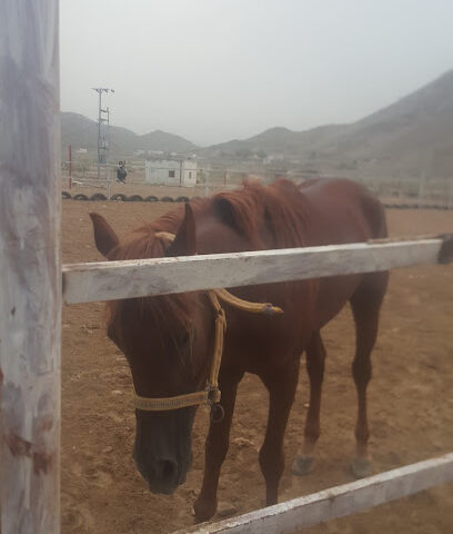 مربط عز العرب - Majzuah -