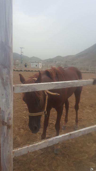مربط عز العرب - Saudi Arabia|Majzuah 63671