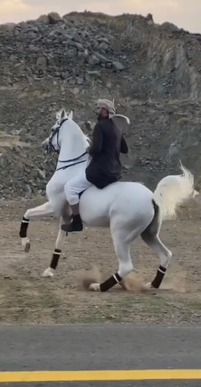 مربط السعد للخيل العربية الاصيلة - Saudi Arabia|Tendaha|Unnamed Road|CWH6+MXV