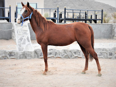 مربط الصويتيات للخيل العربية الأصيلة - Al Madinah Al Munawwarah - +966 56 632 3330