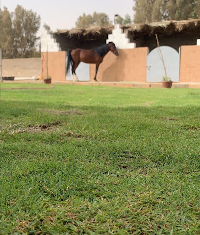 مربط مسك الجياد - Buraydah - +966 53 205 7379
