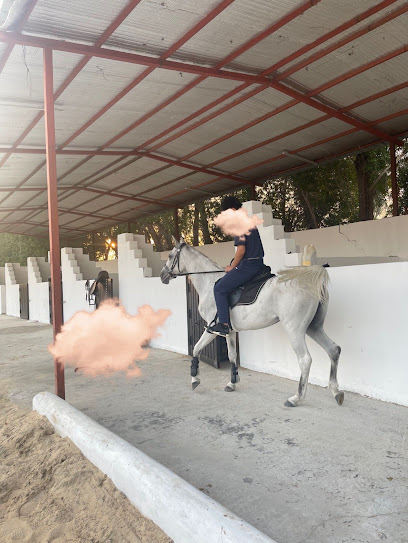 اسطبل اللولو Allulu stable - Saudi Arabia|Safwa 32685|At Talal