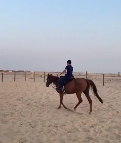 مربط نجمة للخيل العربية - Dammam - +966 56 054 1100