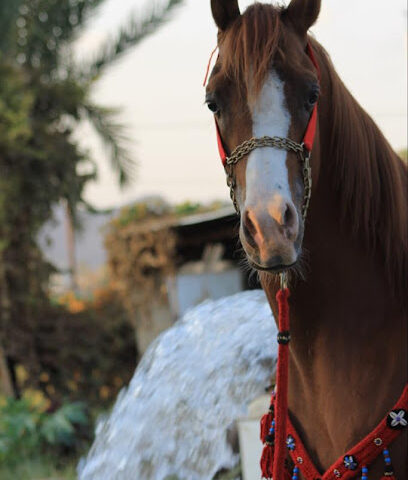 مربط الميلاف للخيل العربية الأصيلة - Najran -