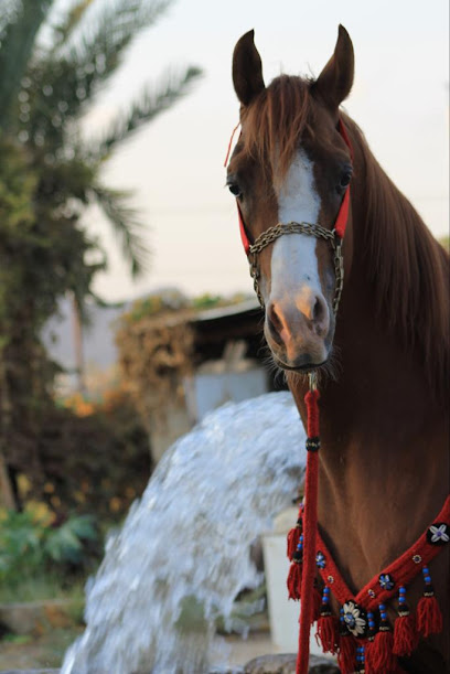 مربط الميلاف للخيل العربية الأصيلة - Saudi Arabia|Najran 66263|الملك عبدالله بن عبدالعزيز