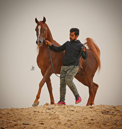 مربط العز للخيل العربية - ALAZZ ARABIC STUD - Dammam -