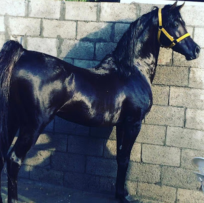 مربط النسيم للخيول - Safwa - +966 50 482 1984
